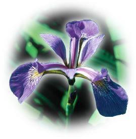 L'iris versicolore